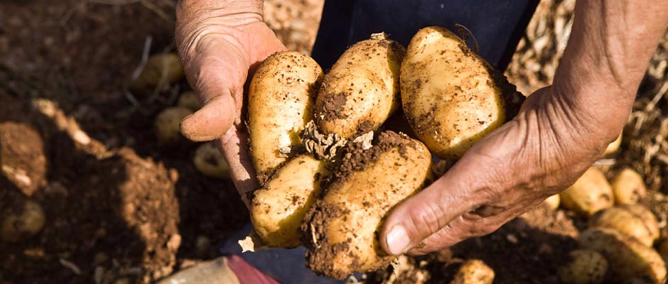 Frisch geerntete Kartoffeln